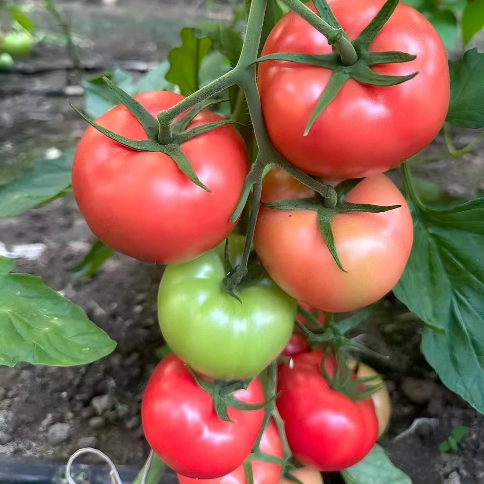 Big Beef Hybrid Tomato Seeds factory