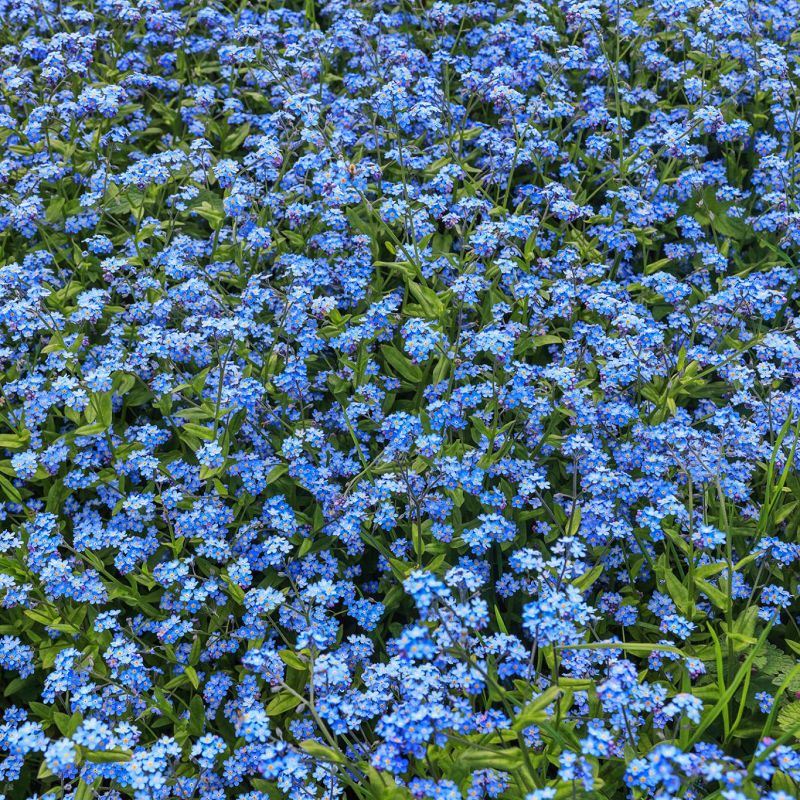 Myosotis Sylvatica blå blomsterfrø (glem-mig-ikke) glem-mig-ikke frø (CF-003)