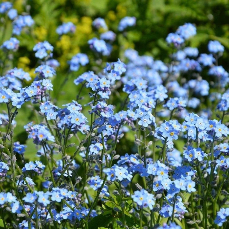 Myosotis sylvatica Blue Flower Seeds (Forget-Me-Not) Forget-Me-Not Seeds (CF-003) 2